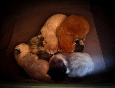 Kittens 23 maart 2025