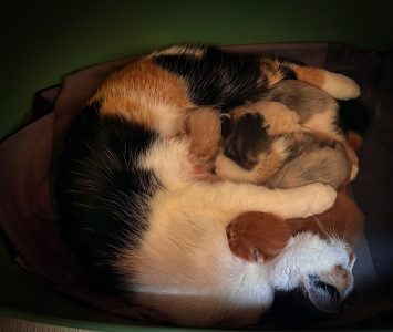 Kittens 23 maart 2025