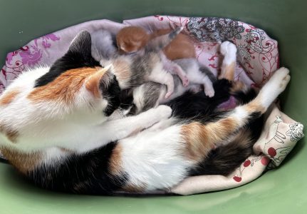 Kittens 25 maart 2025