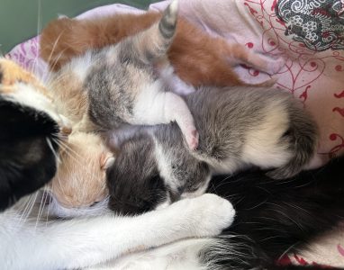 Kittens 25 maart 2025