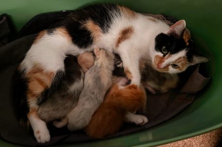 Kittens 26 maart 2025