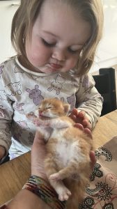 Kittens met Frenkie 28 maart 2025 Frenkie kijkt liefdevol naar een katertje in mijn hand.