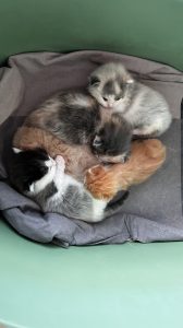Kittens Pip 29 maart 2025 Het hele nestje van vijf kittens ligt dicht bij elkaar in hun mandje.