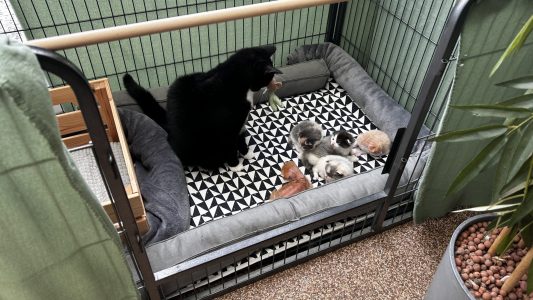 Kittens Pip met Panda 31 maart 2025 Panda, de zwart-witte kater, kijkt nieuwsgierig rond in de ren bij de slapende ukkies.