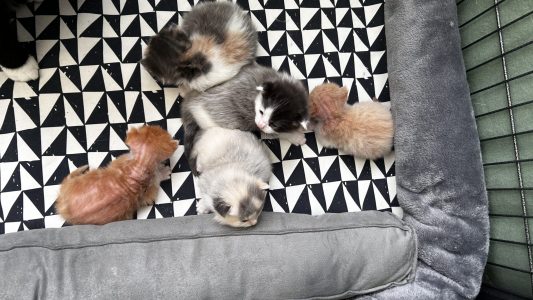 Kittens Pip 31 maart 2025 Alle vijf de kittens samen in de ren, waaronder de twee katertjes met hun dunne vacht.
