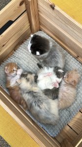 Kittens Pip 1 april 2025 De vijf kittens knus bij elkaar in het houten kistje, met zicht op hun verschillende vachtdiktes.