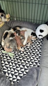 Kittens Pip 1 april 2025 Mama Pip voedt haar kittens, twee kale katertjes in het midden, omringd door hun harige zusjes.