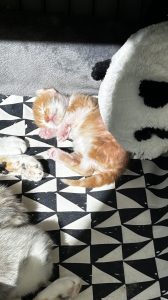 Pepper 1 april 2025 Katertje ligt ontspannen in het zonnetje, zijn kale vacht glanst zacht in het licht.