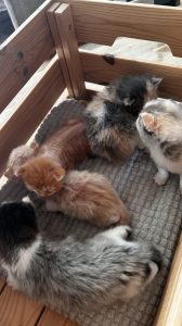 Kittens Pip 2 april 2025 Vijf nieuwsgierige kittens in het kistje, Pepper, het rode katertje met kale rug kijkt wat omhoog.