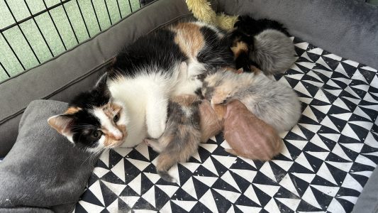 Kittens Pip 3 april 2025 Pip voedt haar kittens, zichtbaar zorgzaam – de twee katertjes met vachtverlies in het midden.