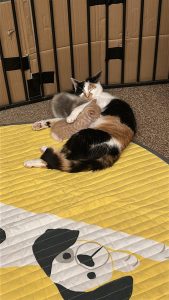 Pip met haar kittens in de cirkel tijdens een rustmoment