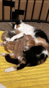 Pip met haar vier kittens op het speelkleed