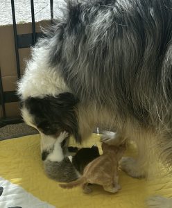 Pollo en Pepper worden gewassen door onze hond Storm in de kittenruimte