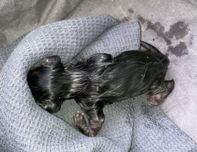 250413pebbelskittens02panter Kater Panter met zijn voorpootje zichtbaar — kort na de bevalling