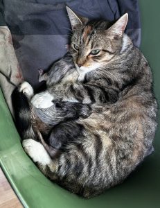 250413pebbelskittens05 Pasgeboren kittens van Pebbels dicht tegen elkaar aan, zoekend naar warmte