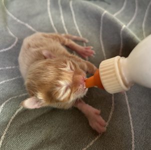 250413pebbelskittens36pumba Kater Pumba drinkt het flesje