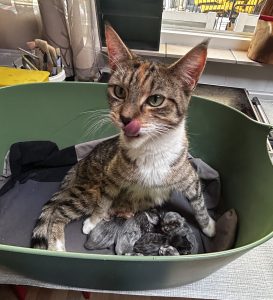 250414pebbelskittens15 Detail van de slapende kittens uit het nest van Pebbels, veilig en warm