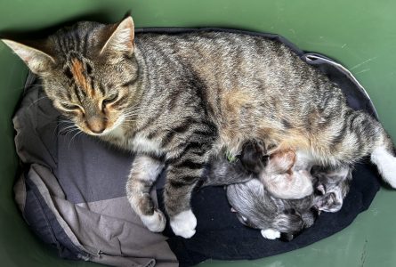250415pebbelskittens08panter Kitten met spalkje: Panter rust met felgroen verbandje in de mand