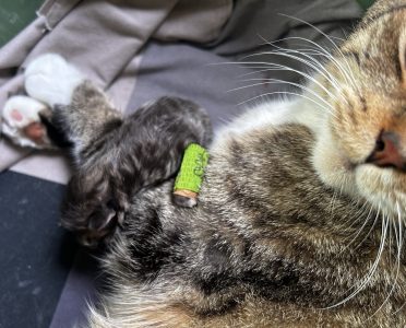 250415pebbelskittens10panter Panter met felgroen spalkje, rustig slapend in het nest bij Pebbels