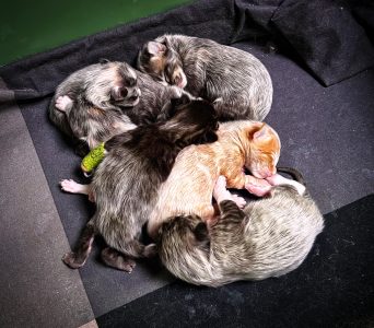250417pebbelskittens02 Pixie en haar nestgenootjes knus tegen elkaar aan in het warme nest bij Pebbels