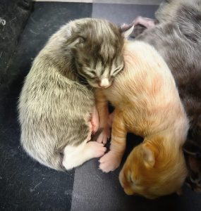 250417pebbelskittens05picopumba Pico en Pumba liggen tevreden tegen elkaar aan, midden in het zachte nestje