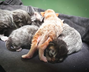 250417pebbelskittens10 Gezellig gestapeld, onderdeel van het nestleven