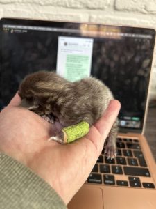 250418pebbelskittens05panter Kater Panter ligt lekker ontspannen met zijn spalkje