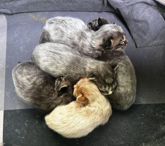 250420pebbelskittens01 Vijf kittens in het nest bij Pebbels – het plekje van Pixie blijft leeg en voelbaar