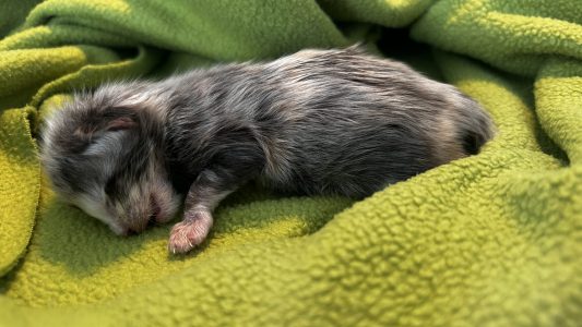 250420pebbelskittens04pixie Het afscheid van Pixie: na haar laatste adem in beeld, klein en teer