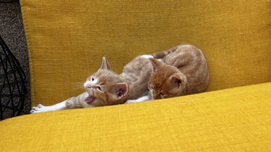 250420pipkittens02pecorinopepper Pecorino en Pepper samen op de stoel – hun vacht groeit mooi aan en ze voelen zich zichtbaar goed