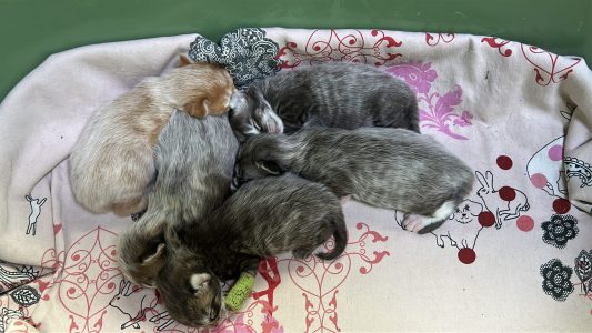 250421pebbelskittens04 Panter met spalkje in het nestje bij zijn broertjes en zusje