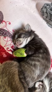 250422pebbelskittens09panter Kitten Panter met zijn spalkje