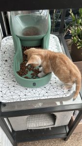 Pepper heeft de brokjes ontdekt en hij smikkelt lekker