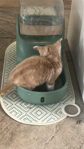 Pepper heeft ook het water ontdekt en hij gaat meteen even pootje baden