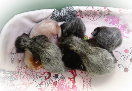 250423pebbelskittens01 Panter met spalkje, knus tussen zijn broertjes en zusje