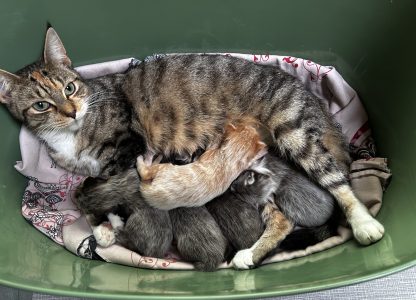 Pebbels geniet nog steeds van haar ukkies in de kraammand