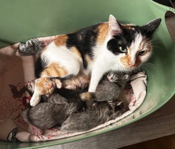 Pip komt ook even bij de kleintjes in de kraammand