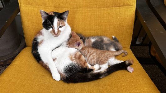250425pipkittens06 Pip zoogt nog steeds gewoon haar kleintjes
