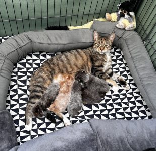 Pebbels met haar kittens, heel tevreden in de grote kooi