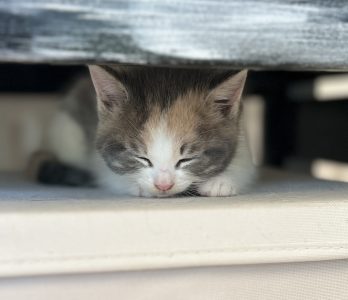 Pretzel doet een tukkie op een heerlijke stille plek!