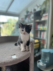 Pollo, het heerlijke eigenzinnige kitten