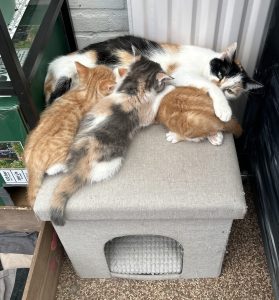 250429pipkittens03 Pip kan haar kittens echt overal laten drinken