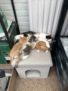 250429pipkittens03 Lekker drinken bij mama Pip, op de gekste plekken