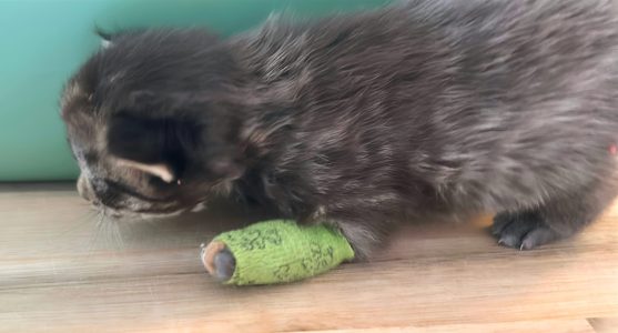 250503pebbelskittens05panter Panter met zijn pootje met spalkje, zichtbaar vermoeid