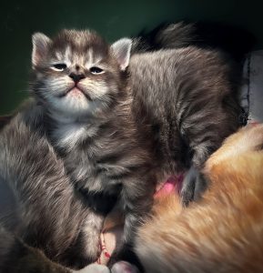 250503pebbelskittens07puk Het leuke meisje Puk met haar streepje op de neus