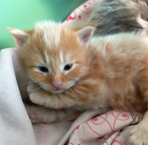 250503pebbelskittens09pumba De heerlijke gezellige rode / creme kater Pumba