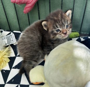 250504pebbelskittens03panter  Kitten Panter gezellig in de kooi, met zijn spalkje