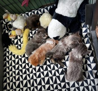 250504pebbelskittens08 Het gezellige nestje van Pebbels, in de kooi gezellig samen aan het slapen