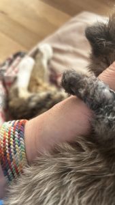 250505pebbelskittens02panter Panter met zijn pijnlijke pootje, hij moet rusten en genezen