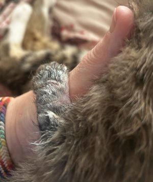 250505pebbelskittens03panter Het pootje van Panter met zijn wondjes